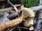 Tüskés tőkegomba (Pholiota squarrosa), Budai-hegység